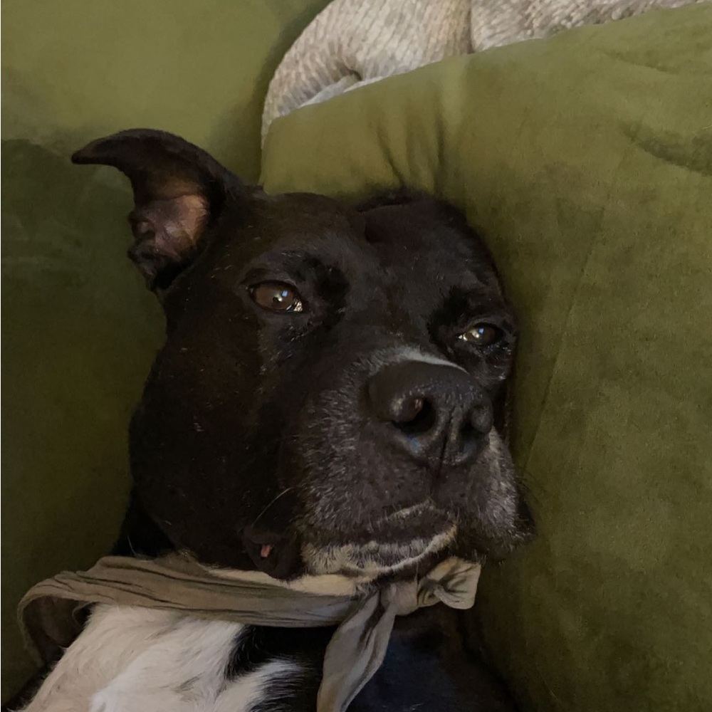 Meet your Posher, Shannon